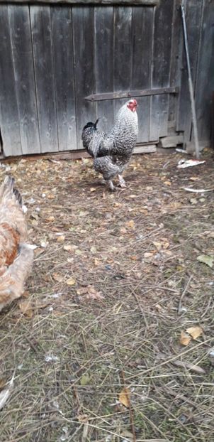  - 01 Găini moțate-bărboase-frezate 2019-2020