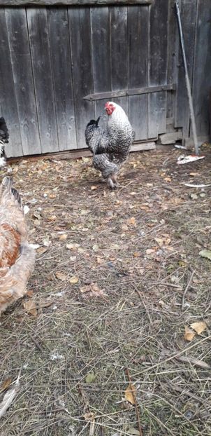  - 01 Găini moțate-bărboase-frezate 2019-2020