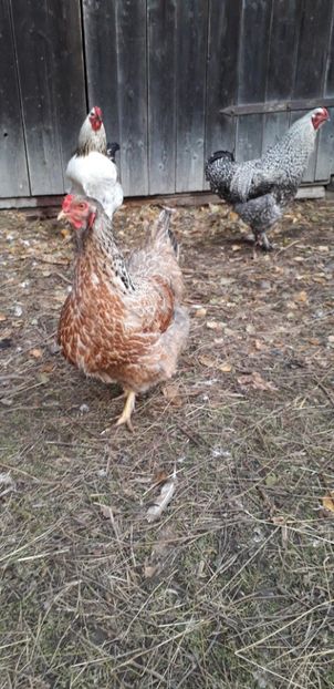  - 01 Găini moțate-bărboase-frezate 2019-2020