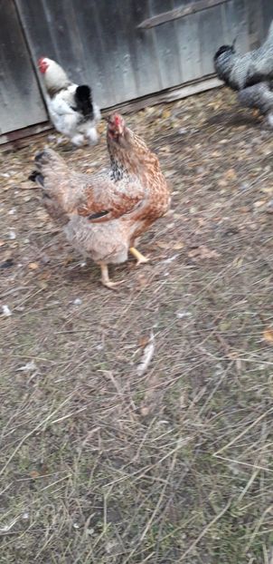  - 01 Găini moțate-bărboase-frezate 2019-2020