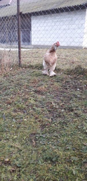  - 01 Găini moțate-bărboase-frezate 2019-2020