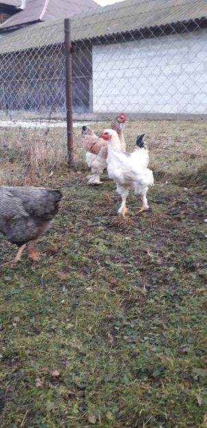  - 01 Găini moțate-bărboase-frezate 2019-2020