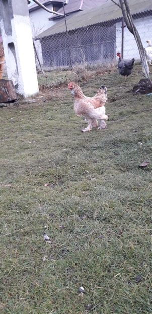  - 01 Găini moțate-bărboase-frezate 2019-2020