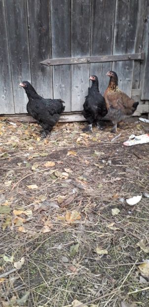  - 01 Găini moțate-bărboase-frezate 2019-2020