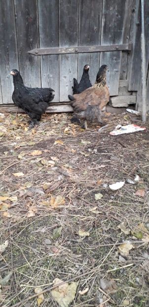  - 01 Găini moțate-bărboase-frezate 2019-2020