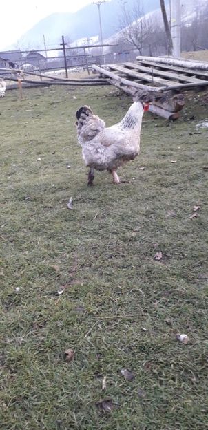  - 01 Găini moțate-bărboase-frezate 2019-2020