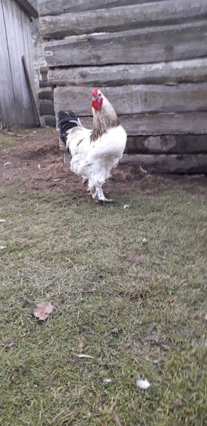  - 01 Găini moțate-bărboase-frezate 2019-2020