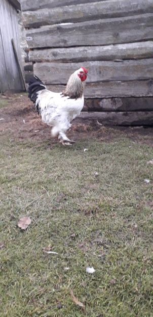  - 01 Găini moțate-bărboase-frezate 2019-2020