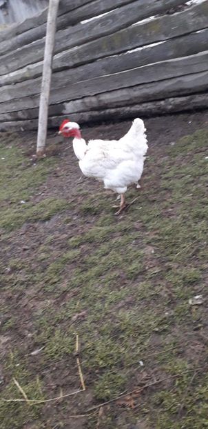  - 01 Găini moțate-bărboase-frezate 2019-2020