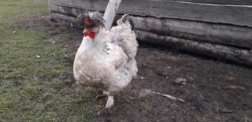  - 01 Găini moțate-bărboase-frezate 2019-2020