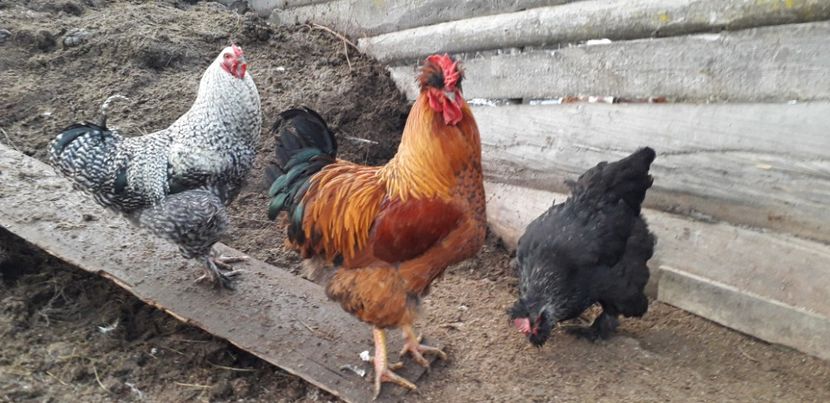  - 01 Găini moțate-bărboase-frezate 2019-2020