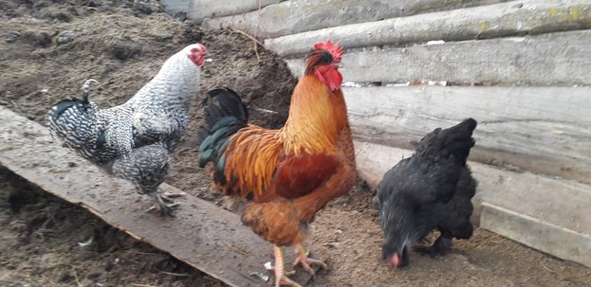  - 01 Găini moțate-bărboase-frezate 2019-2020