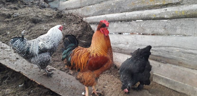  - 01 Găini moțate-bărboase-frezate 2019-2020