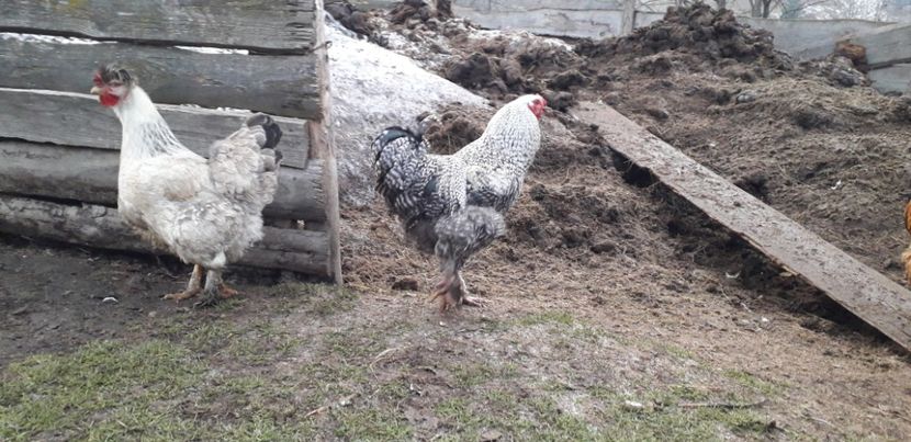  - 01 Găini moțate-bărboase-frezate 2019-2020