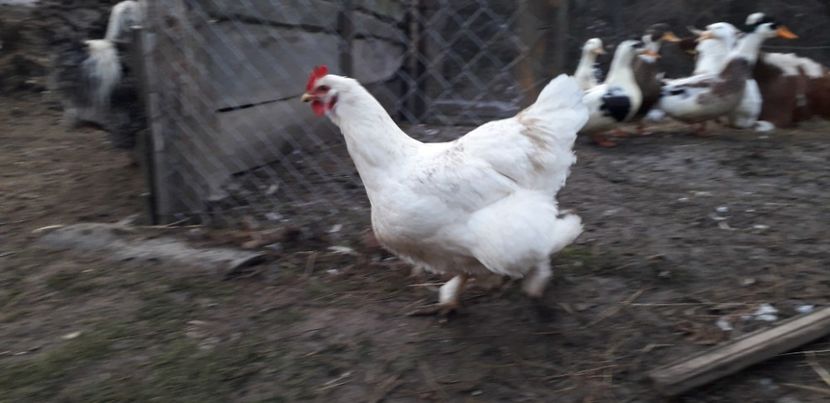  - 01 Găini moțate-bărboase-frezate 2019-2020