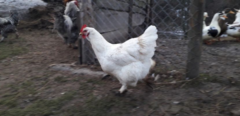 20191214_161316(0) - 01 Găini moțate-bărboase-frezate 2019-2020