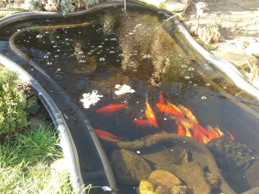  - Iazul din gradina