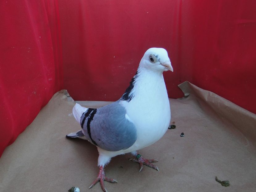 F 2019_4696 - arhiva_porumbei dragi mie