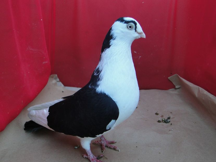 F 2013 - porumbei care mi-au apartinut