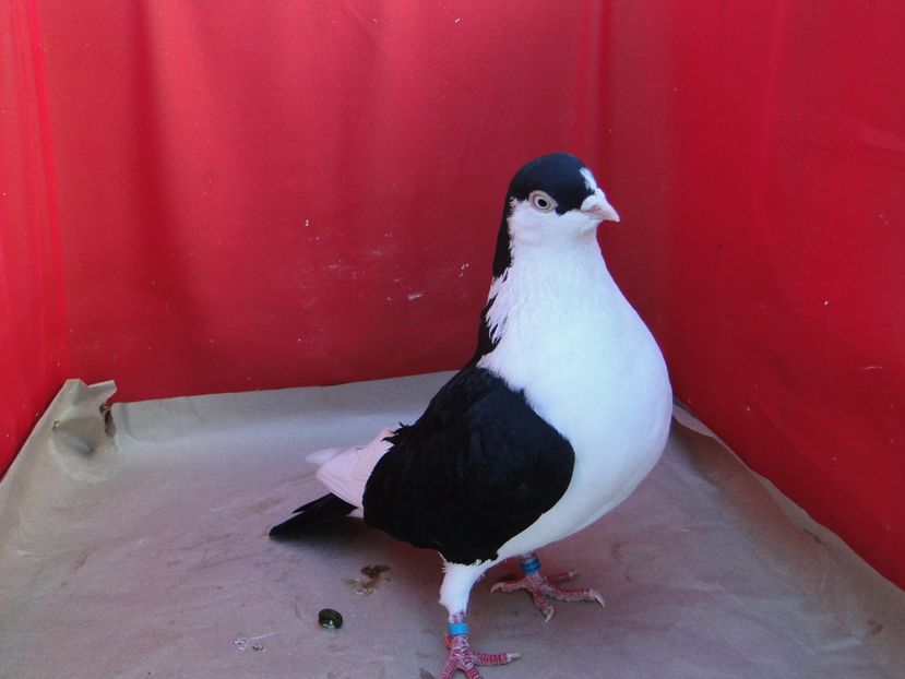 M 2018_06931 - porumbei care mi-au apartinut