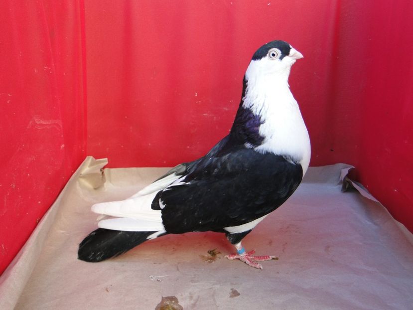 M 2018_06954 - porumbei care mi-au apartinut