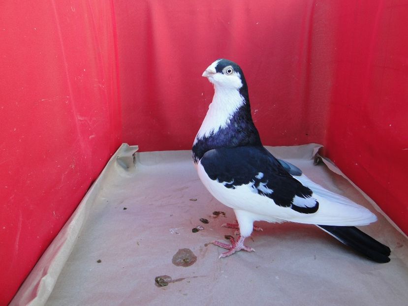 M 2018 - arhiva_porumbei dragi mie