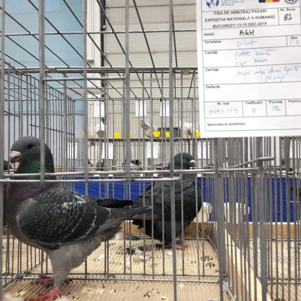 1-0 2019 - Romexpo 2019