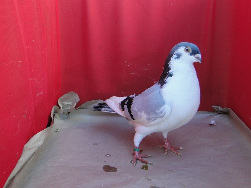 M 2019_17113 - arhiva_porumbei dragi mie