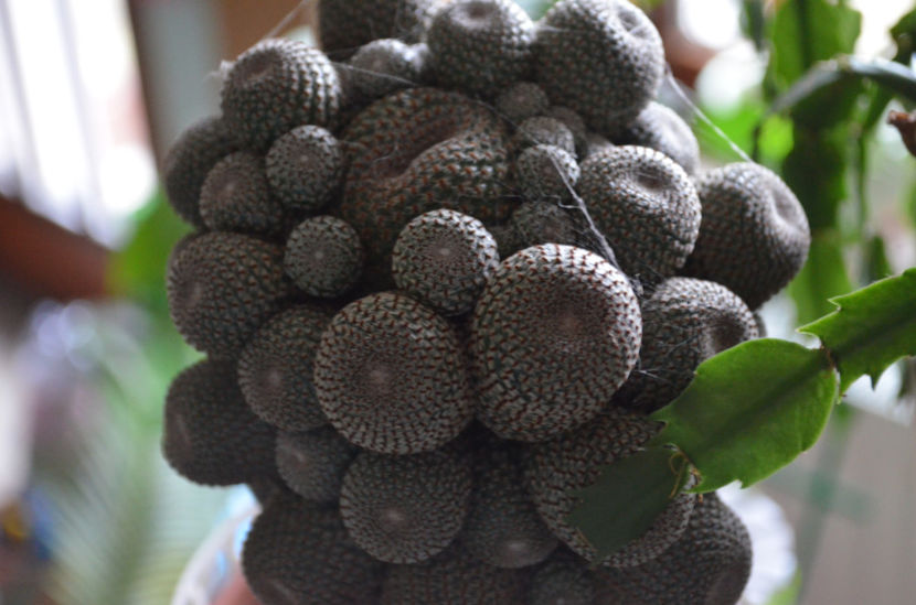  - suculente si cactusi