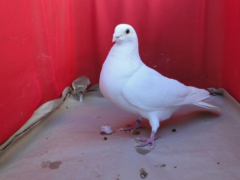 M 2018_08721 - arhiva_porumbei dragi mie