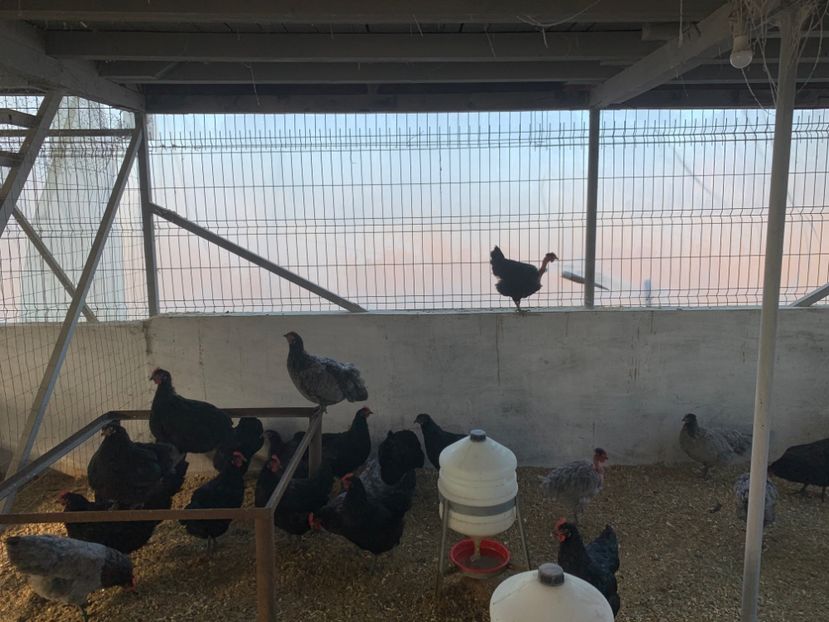 53644398-BBA5-4C73-B351-E3B4C388B6EB - A-Vanzari oua incubatie 2020