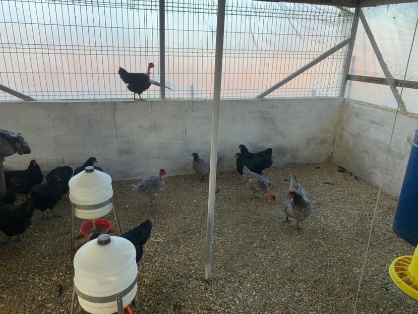 49B229EC-D54F-42F3-A12F-4082E1277E6C - A-Vanzari oua incubatie 2020