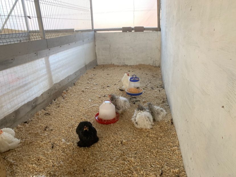 DC66E741-7F51-4063-B4E6-10AC88DDB167 - A-Vanzari oua incubatie 2020