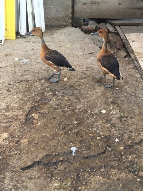  - Gâsculița Fluieratoare cu Piept Galben