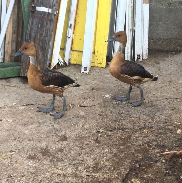  - Gâsculița Fluieratoare cu Piept Galben