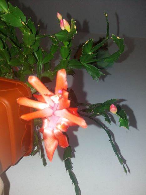  - Florile mele decembrie 2019