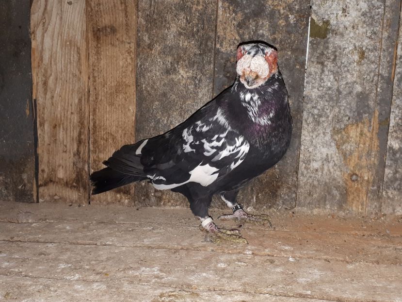  - I2 _ carunculați _ noiembrie 2019