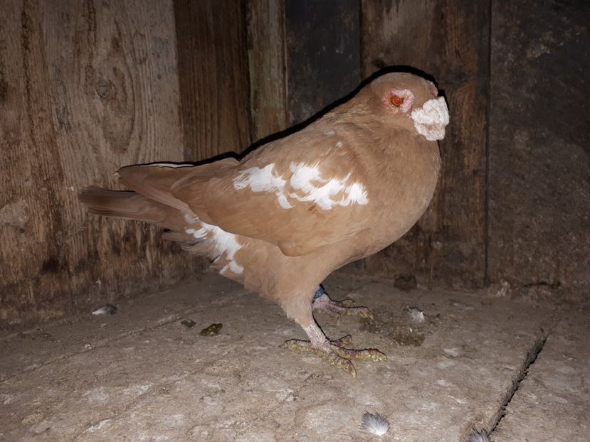  - I2 _ carunculați _ noiembrie 2019