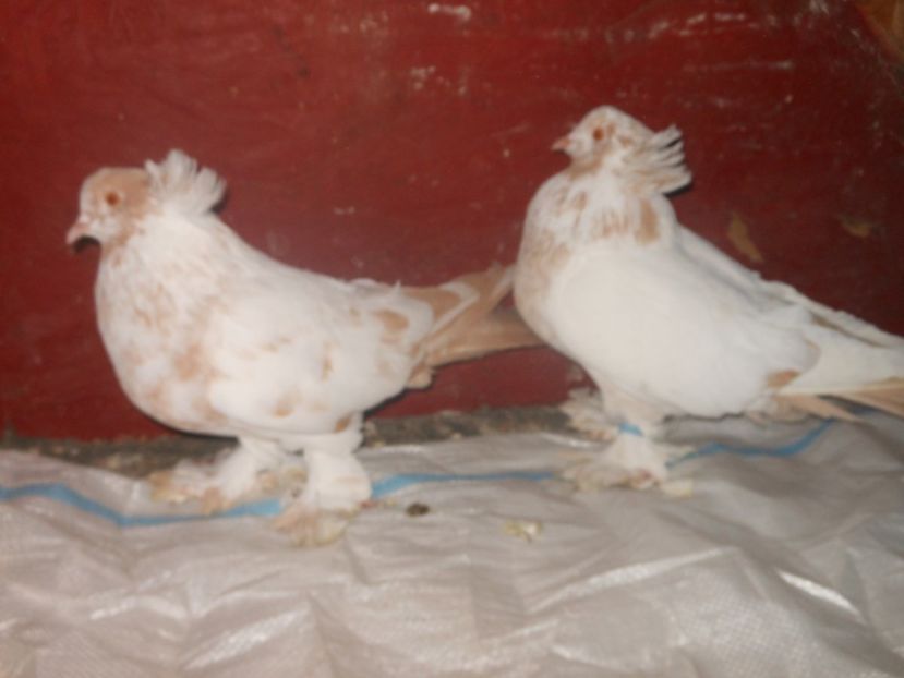  - 03-- URIASI MAGHIARI