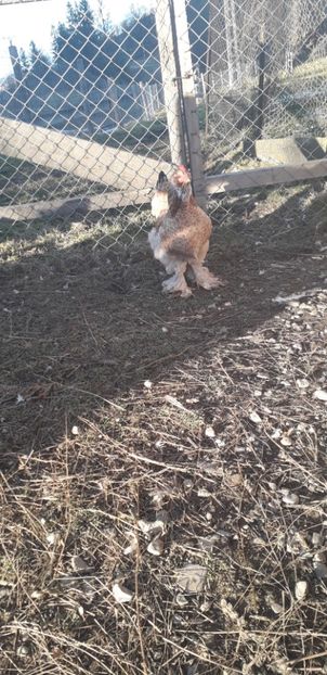 20191215_145413(0) - 01 Găini moțate-bărboase-frezate 2019-2020