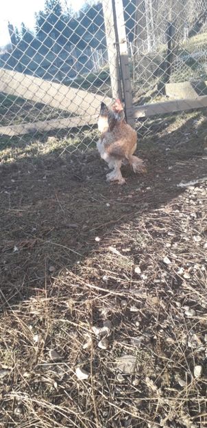  - 01 Găini moțate-bărboase-frezate 2019-2020