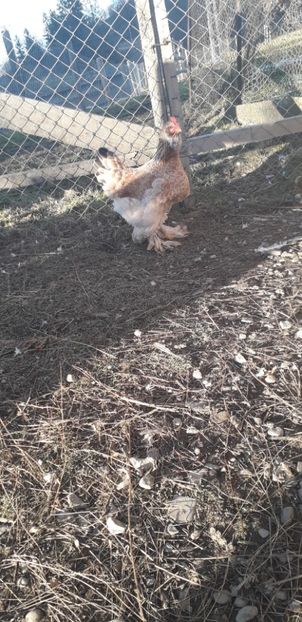  - 01 Găini moțate-bărboase-frezate 2019-2020