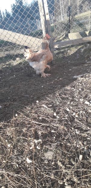 20191215_145410(0) - 01 Găini moțate-bărboase-frezate 2019-2020