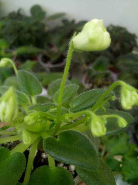 22 nov - ZZ LE Lesnoy Narodets