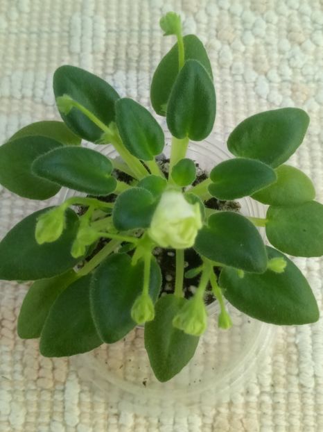 22 nov - ZZ LE Lesnoy Narodets