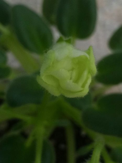 22 nov - ZZ LE Lesnoy Narodets