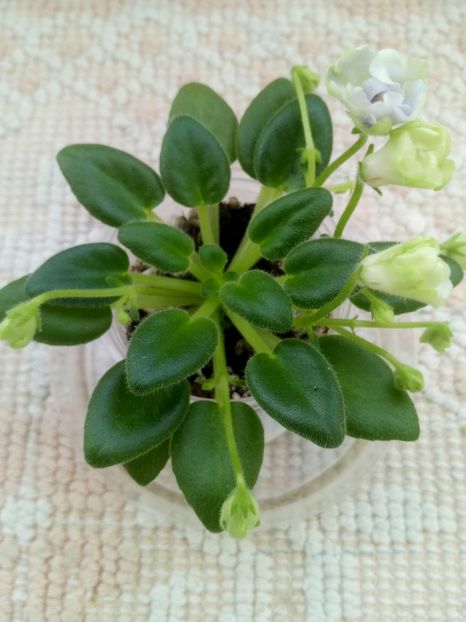 6 dec - ZZ LE Lesnoy Narodets