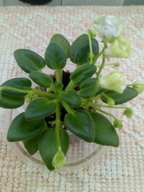 6 dec - ZZ LE Lesnoy Narodets