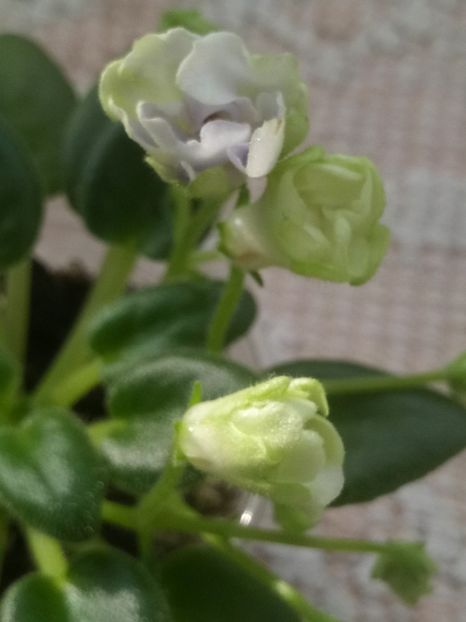 6 dec - ZZ LE Lesnoy Narodets