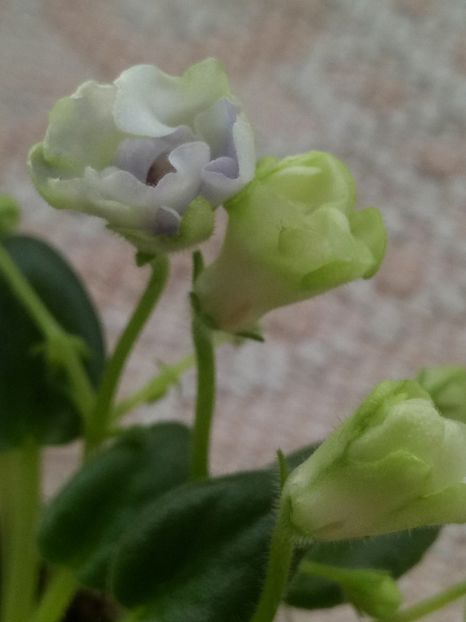 6 dec - ZZ LE Lesnoy Narodets